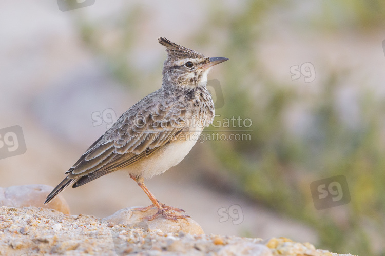 Crested Lark